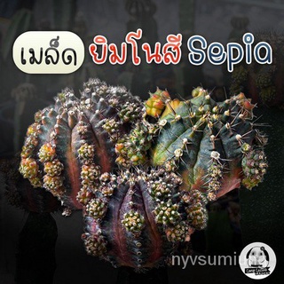 ขายดี สวนครัว/เมล็ด "ยิมโนด่าง Sepia B x พ่อ LB และ Trex  " Gymnocalycium seed 80 เมล็ด เมล็ด/อ/อินทรีย์ คละ สวนครัว ดอก