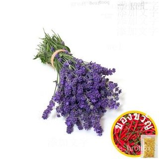 ลาเวนเดอร์เมล็ด~Lavender~สหราชอาณาจักรลาเวนเดอร์พันธุ์มักกะโรนี/สร้อยข้อมือ/กุหลาบ/บ้านและสวน/สวน/เด็ก/บุรุษ/กางเกง/​​กร