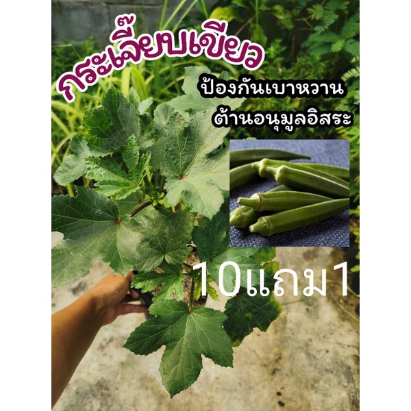 ต้นกระเจี๊ยบเขียว สมุนไพร ผักพื้นบ้านต้านอนุมูลอิสระ บรรเทาอาการเบาหวาน ผักสวนครัว อภัยภูเบศ​น์​ผลไม้ ผักเคียง สวน