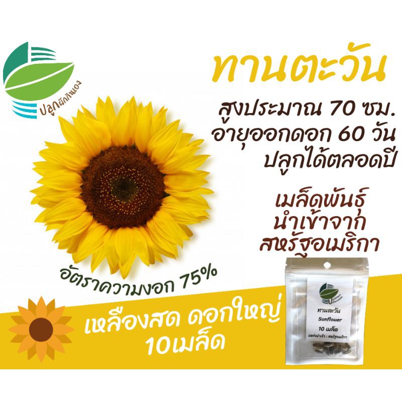 ดอกทานตะวัน 10 เมล็ด
