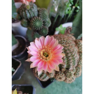 โลบิเวีย (Lobivia)  Honey Pink สีหวานๆๆราคาพิเศษ หน่อเด็ดสดคุ้มค่า🌵🌵#สีสวยๆ
