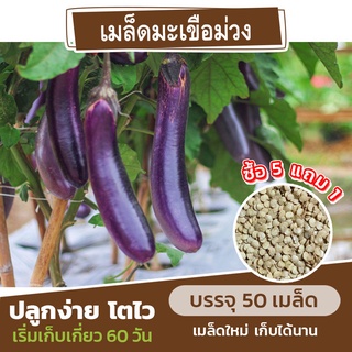 เมล็ดพันธุ์ มะเขือม่วง แบ่งขาย 50 เมล็ด (ซื้อ 5 แถม 1)✨