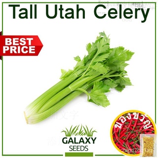 [Galaxy Seeds] Tall Utah Celery 200 Seeds for Planting Vegetable Plants   FREE Fertilizer, Hybrid Seed园艺/玫瑰/手链/香菜/花园/木瓜/