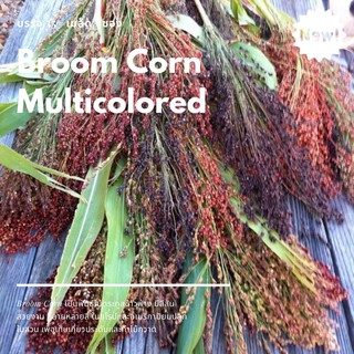 เมล็ดนำเข้า Broom Corn Multicolored