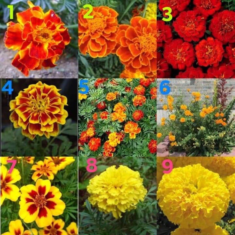 เมล็ด ดาวเรือง ดาวเรืองฝรั่งเศส (  FRENCH MARIGOLD  ) จำนวนเมล็ดอยู่ที่รายละเอียดสินค้าค่ะ