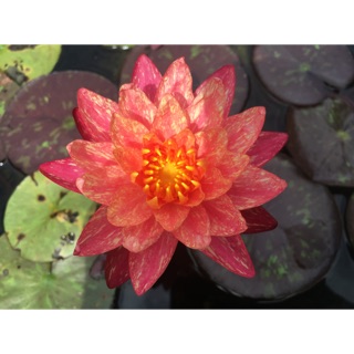 ต้นบัว พันธ์ุวันวิสา (Nymphaea Wanwisa Waterlily) ส่งแบบล้างราก จำนวน 1 ต้น