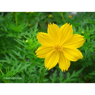 เมล็ด ดาวกระจายสีเหลือง - Yellow Cosmos Flower