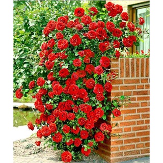 เมล็ดพันธุ์ กุหลาบเลื้อย สีแดง Red Rose 200 Seeds ดอกไม้ 200 เมล็ด ต้นไม้ประดับ ไม้ประดับ ต้นไม้