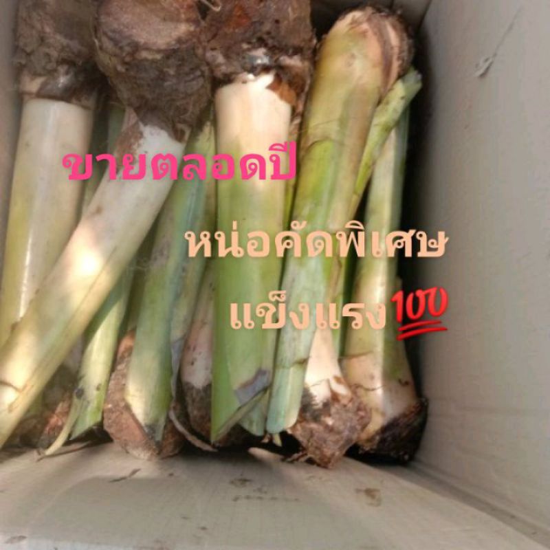 หน่อกล้วยน้ำว้ามะลิอ่องแท้💯หน่อละ30บ.✅สินค้าเสียหายรับเคลมให้ค่ะไม่รับกรณีปลูกแล้วตาย🙏