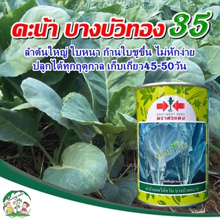 เมล็ดคะน้ายอดไต้หวัน บางบัวทอง35 ขนาด100กรัม ตราศรแดง เมล็ดพันธุ์คะน้ายอด เมล็ดคะน้ายอด  ศรแดง