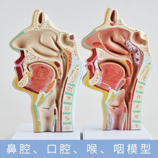 &lt; Huanghe &gt; Nasal Anatomy Model Ear Throat Teaching Cavity Nose Oral Structure IW7U