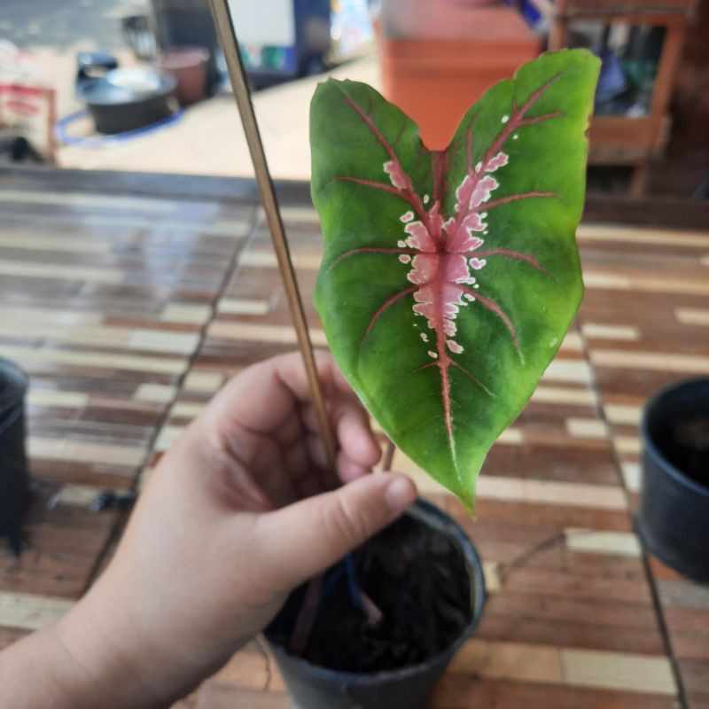 บอนสีหงษ์สุวรรณ/ไก่สุดสงวน
