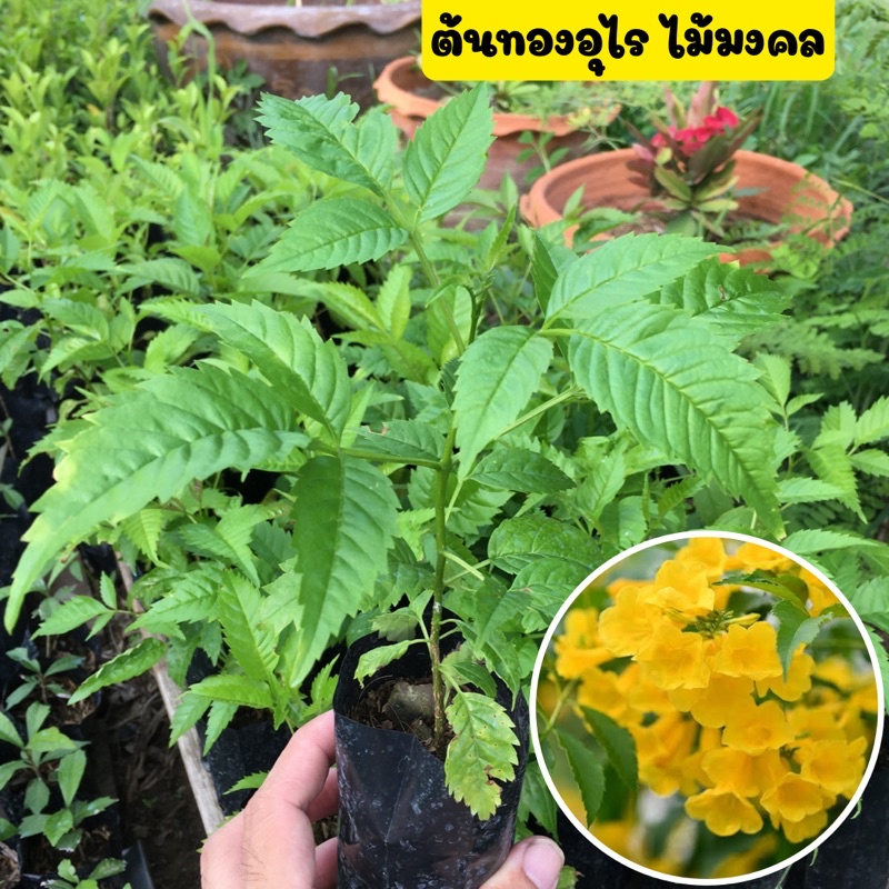 🪴ต้นทองอุไร🪴พร้อมถุงชำ ไม้มงคล ดอกสีเหลืองสด ปลูกง่าย โตไว ออกดอกทั้งปี ยาว10-30cm.พร้อมปลูก