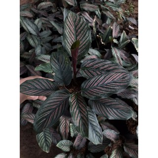 คล้าเสน่ห์นางพิมพ์ Calathea majestic