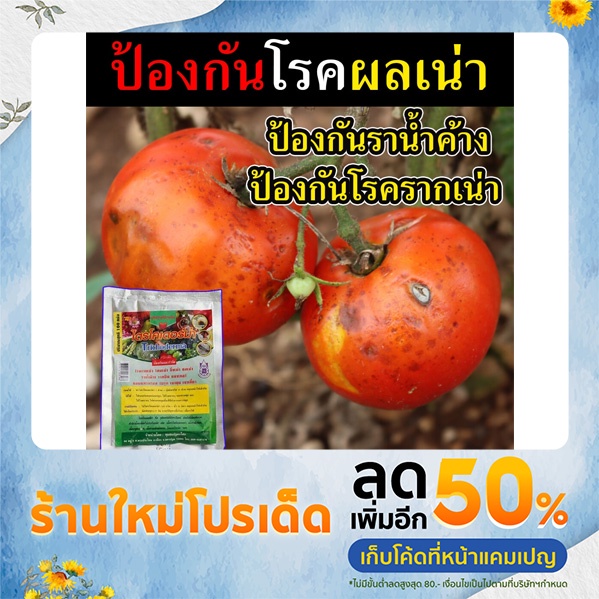(ไตรโค) รักษาโรครากเน่า โคนเน่า 100 กรัม ป้องกัน ผลเน่า โรคพริกเน่า ป้องกันเชื้อรา รักษาโรคพืช โรคใบด่าง