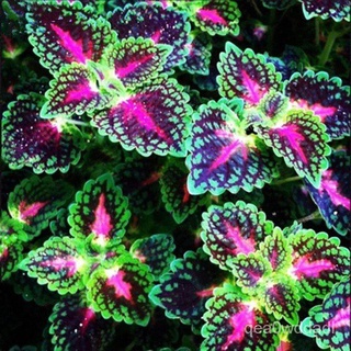 20pcs/Bag Coleus benih Bonsai Flower Leaf Plants Rainbow Dragon Plant Garden KzrC