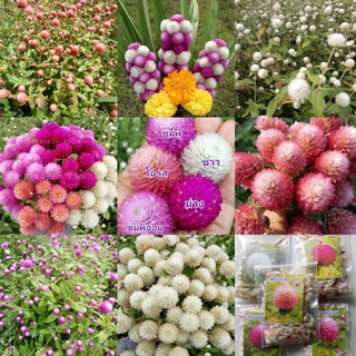 เมล็ดพันธุ์ บานไม่รู้โรย ตะล่อม ดอกสามเดือน คละสี Gomphrena Mix Seeds Globe Amaranth หรือ Bachelor Button 100 เมล็ด