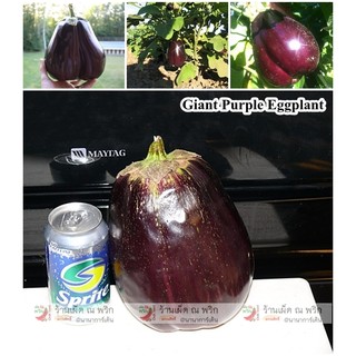 เมล็ด มะเขือม่วงยักษ์ - Black Beauty Eggplant