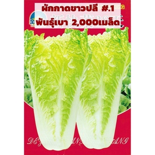 เมล็ด ผักกาดขาวปลี  #.1  พันธุ์เบา ห่อหลวม    สายพันธุ์ OP บรรจุ : 2,000 เมล็ด