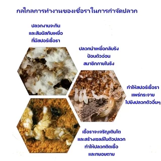 Termite Bio Bait ชุดติดตั้งเหยื่อเชื้อรากำจัดปลวก Set B อาหารปลวก กำจัดปลวกตายยกรัง