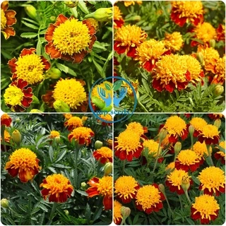 เมล็ดดาวเรืองฝรั่งเศส 200 เมล็ด French Marigold เมล็ดนำเข้า