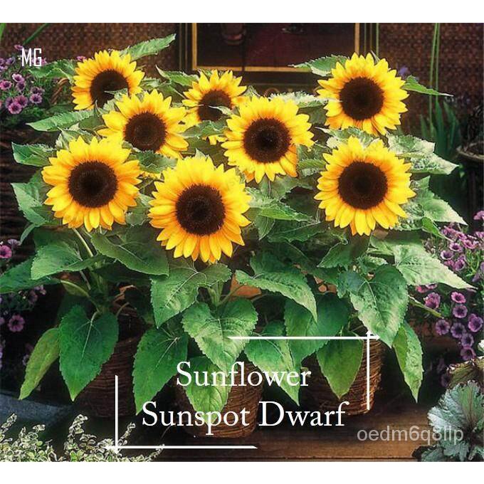 Sunflower sunspot dwarf เมล็ด-40เมล็ด หม้อ ปลูก urn ดอกทานตะวัน Renek ...
