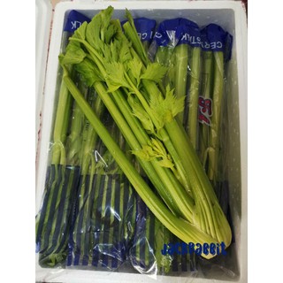 celery เซเลอรี่นอก ขึ้นฉ่ายนอก 1kg