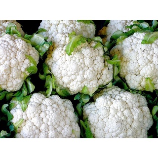 เมล็ดพันธุ์ กะหล่ำดอก 200 เมล็ด Cauliflower seed เมล็ดพันธุ์แท้ นำเข้าจากต่างประเทศ ปลูกผัก สวนครัว