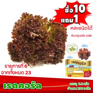 [ซื้อ10แถม1 + ฟรีคู่มือ] เมล็ดพันธุ์ เรดคอรัล RED CORAL  (0.2 กรัม 200 เมล็ด) ทำมะชาดฟาร์ม  ผักสลัด เมล็ดพันธุ์สลัด