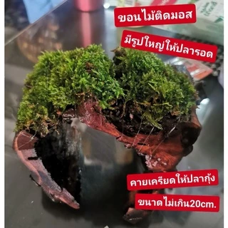 ไม้น้ำแต่งตู้ปลาขอนไม้ติดมอส ❤️ ขอนไม้ใหญ่พันมอสขนาดไม่เกิน15cm.