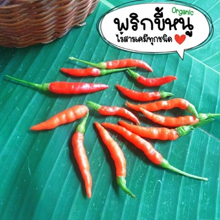 พริกขี้หนู ปลูกแบบไร้สารเคมี 100%
