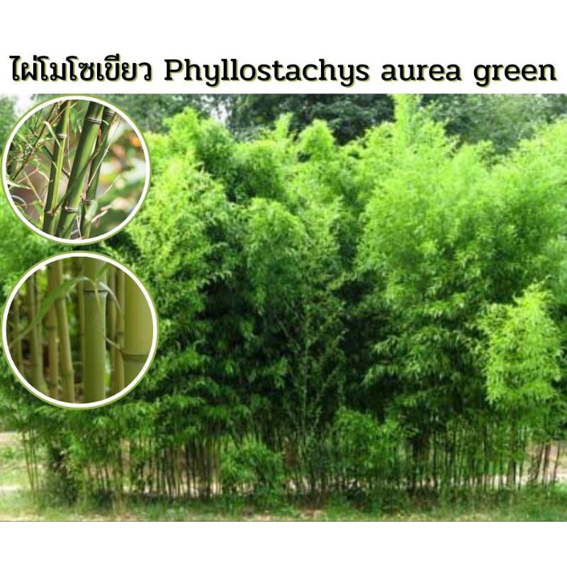 ไผ่โมโซเขียว Phyllostachys aurea green ไผ่ประดับ ไผ่สวยงาม
