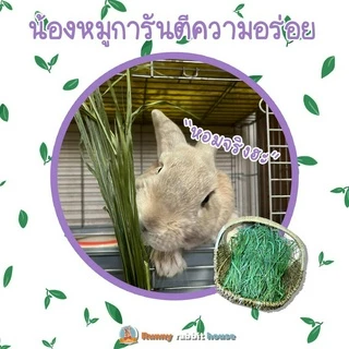 หญ้าทิมโมธีพรีเมี่ยมอบลมร้อน timothy เกรดยอดอ่อน มีไฟเบอร์วิตามิน สำหรับสัตว์ฟันแทะ กระต่าย แกสบี้ แพรี่ด็อก