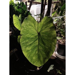 colocasia lemon lime geckoแม่พันธ์