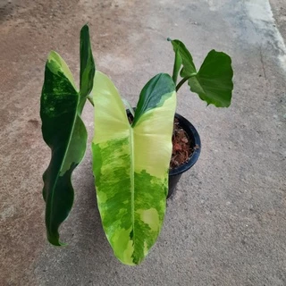 Philodendron burle Marx ฟิโลเดนดรอน เบอร์เลอร์มาร์ค