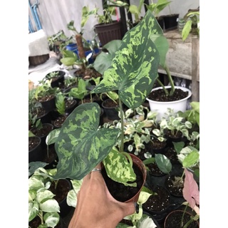 บอนเสือพราน Alocasia Hilo Beauty