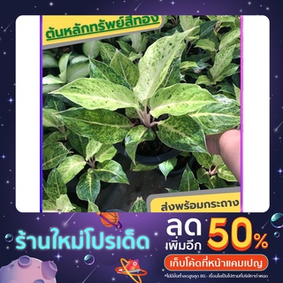 หลักทรัพย์สีทอง อโกลนีมา ไม้มงคล ไม้ประดับ ไม้เสริมดวงพาร่ำรวย กระถาง ส่งพร้อมกระถาง