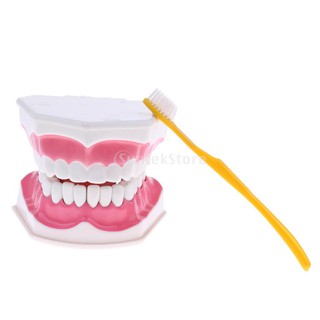 [FINEVIPS] 2X Large Dental Teeth Model w/ Toothbrush Dentist Teaching Oral Hygiene Tool