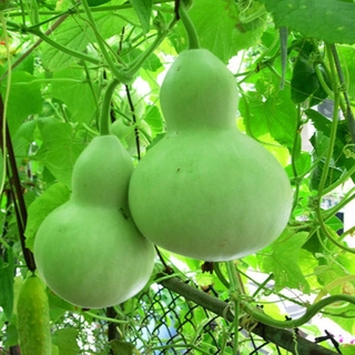 15 เมล็ด น้ำเต้า - Bottle Gourd