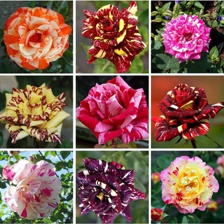 30 เมล็ด กุหลาบ Dragon Rose Seeds คละสี ดอกใหญ่ นำเข้าพร้อมคู่มือ