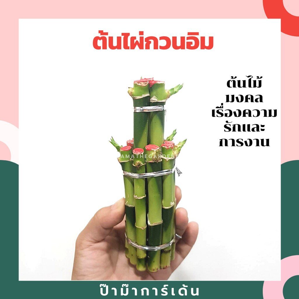 ต้นไผ่กวนอิม 2 ชั้น ยังงอกไม่เยอะ เพื่อการจัดส่งที่ไม่เสียหาย