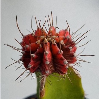 Cake Cactus Farm กระบองเพชร Gymnocalycium  yellow tiger  ยิมโนเสือเหลือง