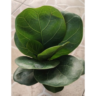 ไทรใบสัก แคระ  Fiddle Fig