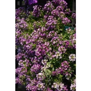 AGA SHOP อลิสซั่ม วันเดอร์แลนด์ ดอกไม้กินได้ หอมน้ำผึ้ง 100 เมล็ด (Alyssum)