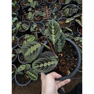 คล้ามารันต้า🌿 Calathea Maranta ใบใหญ่ ฟอร์มสวย แต่งบ้าน แต่งออฟฟิต ไม้มงคล ไม้ฟอกอากาศ เลี้ยงง่าย