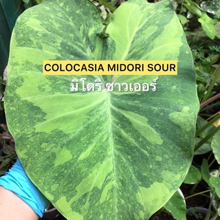 colocasia midori sour โคโลคาเซีย มิโดริ ซาวเออร์