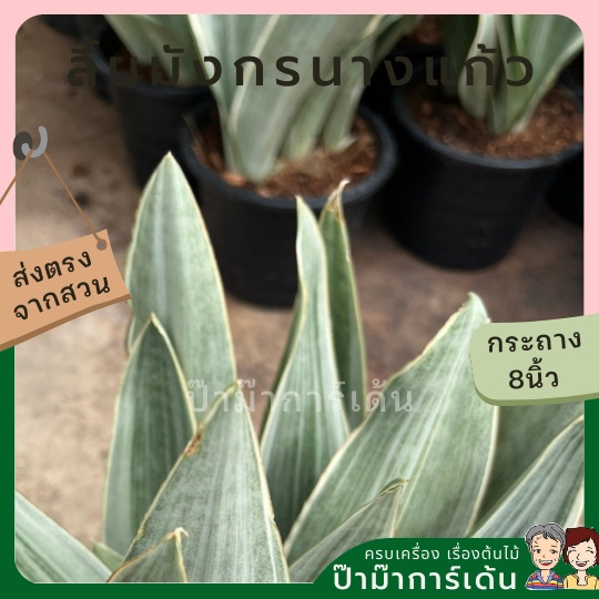 มุมมอง 2