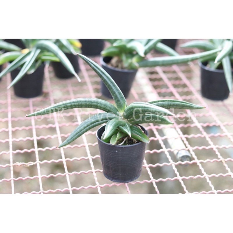 ลิ้นมังกร พาเท็นส์ (Sansevieria patens) หรือ หนวดมังกร ฟอร์ม ฟินิกซ์