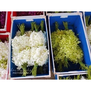 กล้วยไม้หวายตัดช่อคละสี เกรดซี (ต่อกิโล) สำหรับปักแจกัน จัดตกแต่งสถานที่