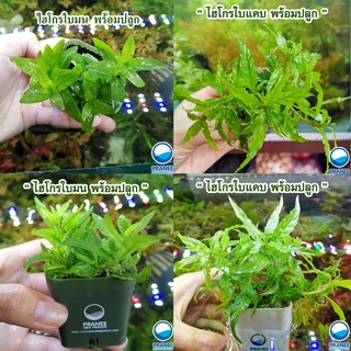 ไฮโกรใบมน (Staurogyne repens) และ ไฮโกรใบแคป (Staurogyne porto velho ) วาบิ ไฮโกรใบมน พร้อมปลูก ​(ต้นไม้น้ำ)